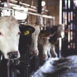 196体育下载:全面解析功能与用户体验的优势 vz6dre45u